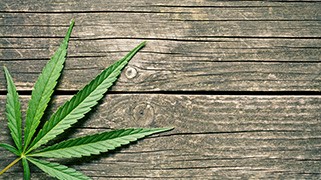 Cannabis